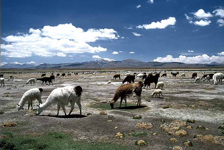 bolivia007