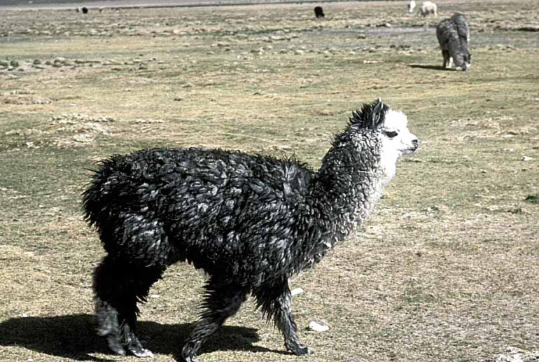 bolivia008