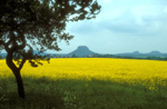 elbsandstein001.jpg