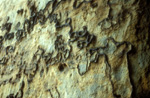 elbsandstein051.jpg
