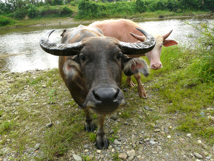 laos00AA