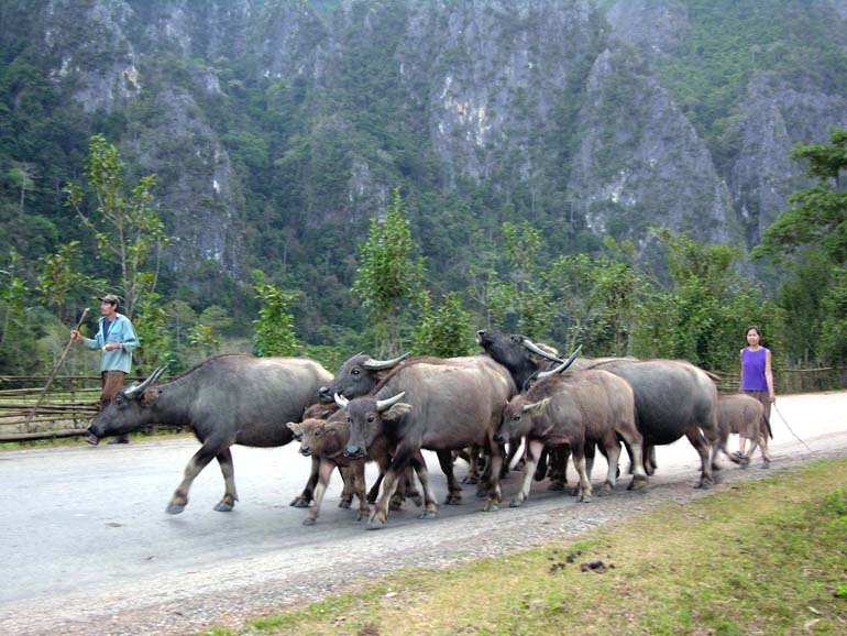 laos067