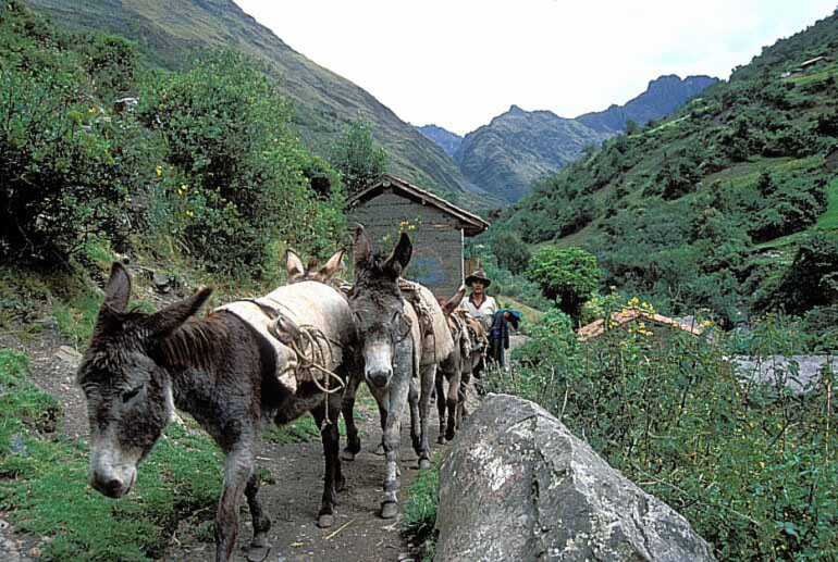 peru011