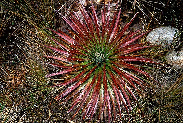 peru015