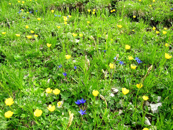 Fauna und Flora