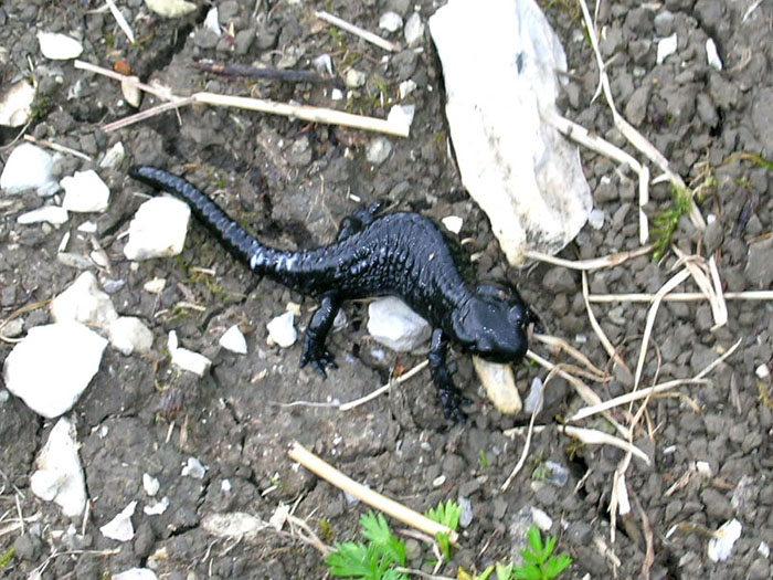 Die Gesamtlänge des Alpensalamanders beträgt 14 - 16 cm